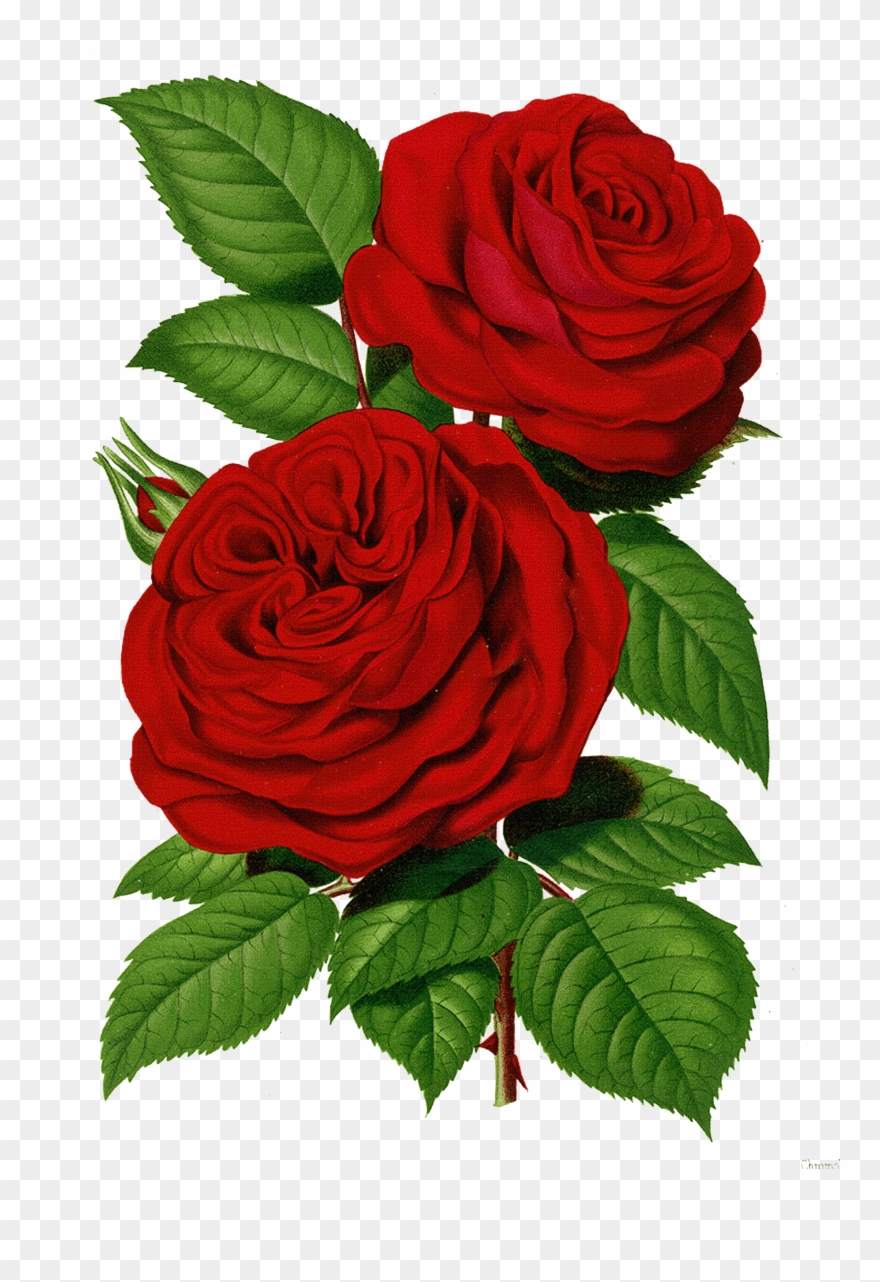 Floral Theme Clipart