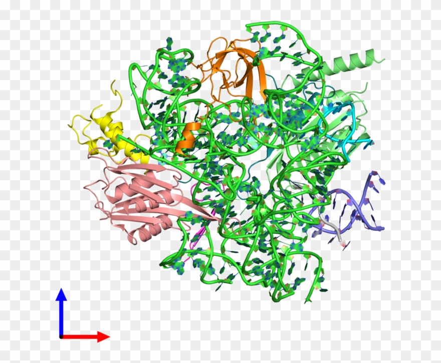 Pdb 5u4j Coloured By Chain And Viewed From The Front Clipart