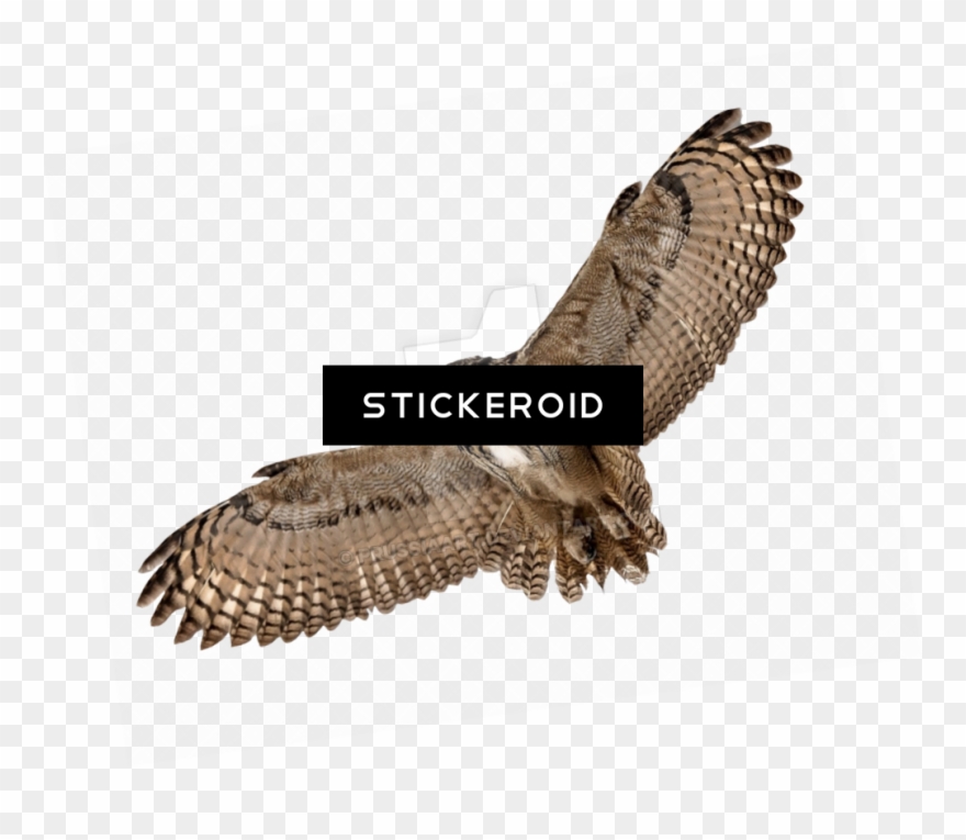Barn Owl Hd Birds Clipart