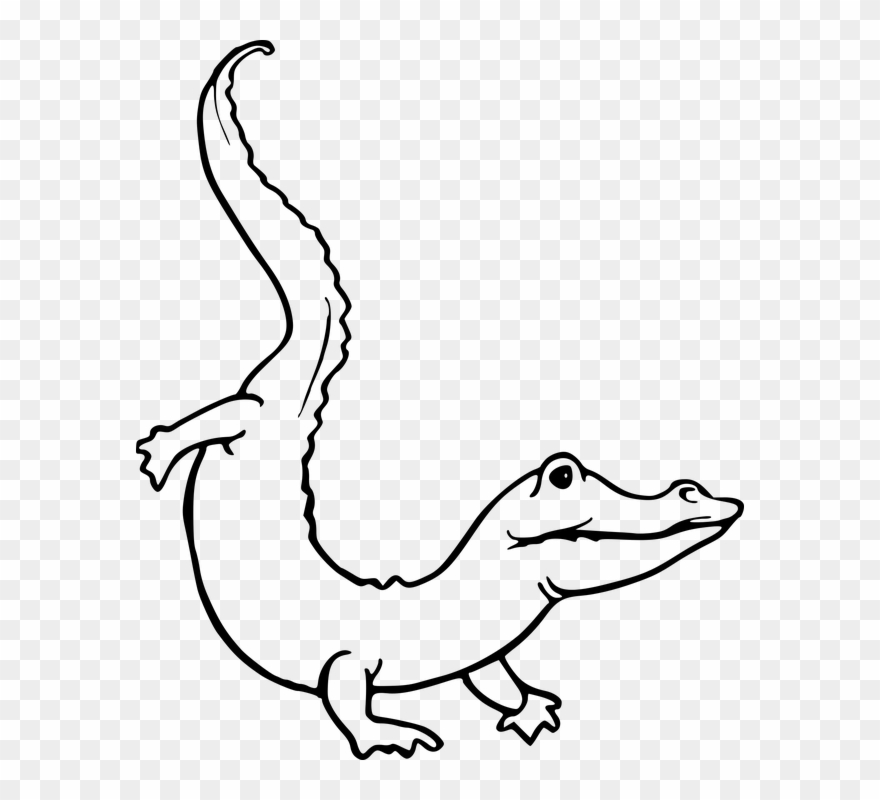 Drawn Alligator Reptile Animal Clipart