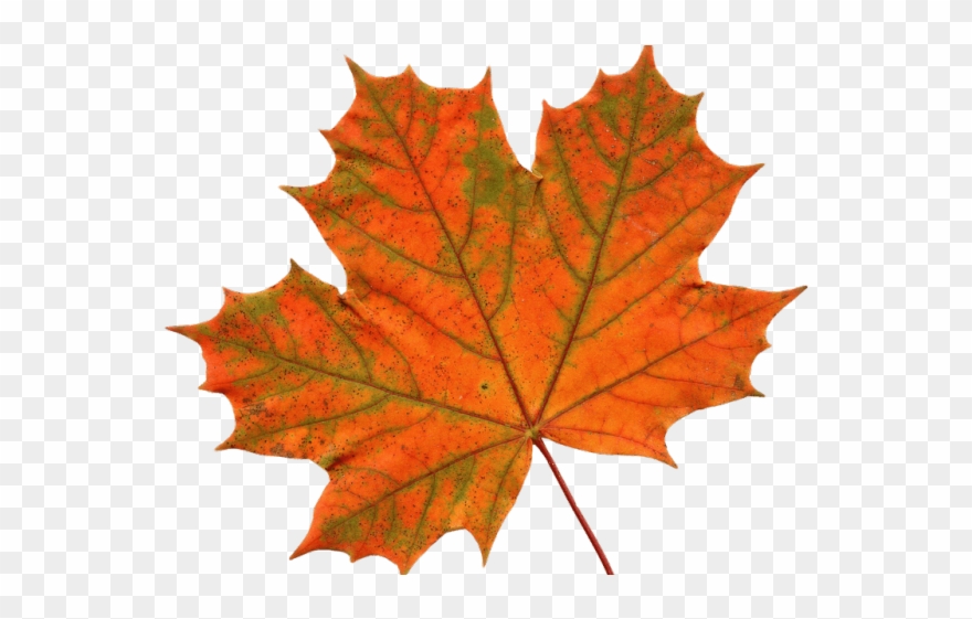 Maple Leaf Clipart Mapal - Png Download