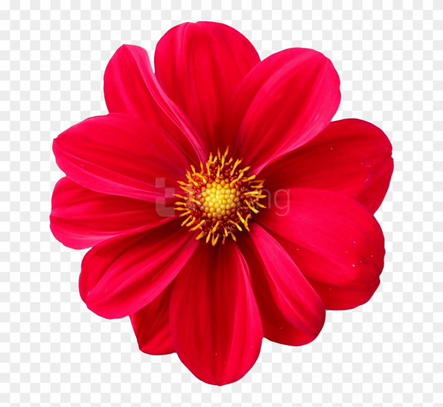Dahlia Flower Clipart