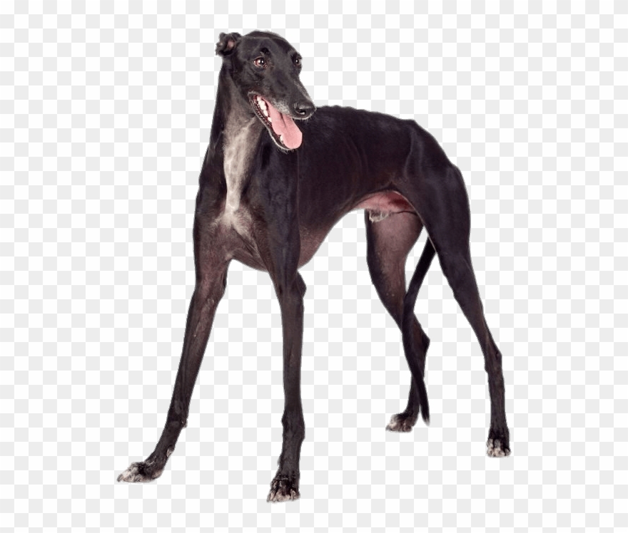 Black Greyhound Clipart