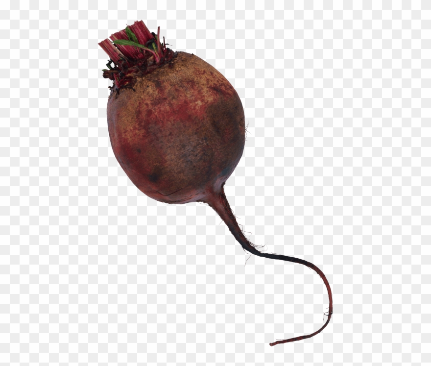 Free Png Download Beet Png Images Background Png Images Clipart