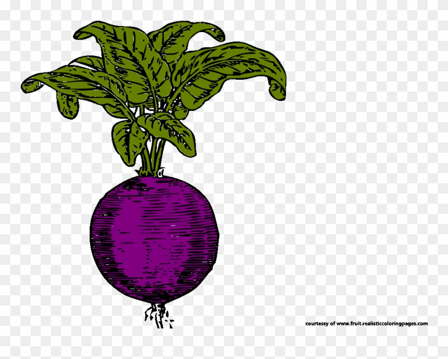 Beetroot Royalty Free Clipart Radish Clipart - Png Download