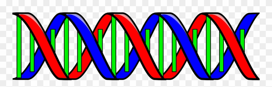 Clipart Of Double, Dna And Describe - Png Download