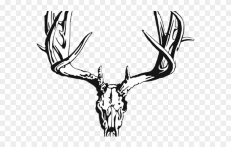 Drawn Buck White Tailed Deer Clipart
