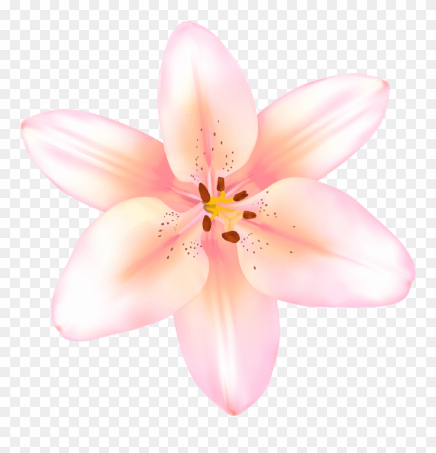 Free Png Lilium Flower Pink Transparent Png Images Clipart
