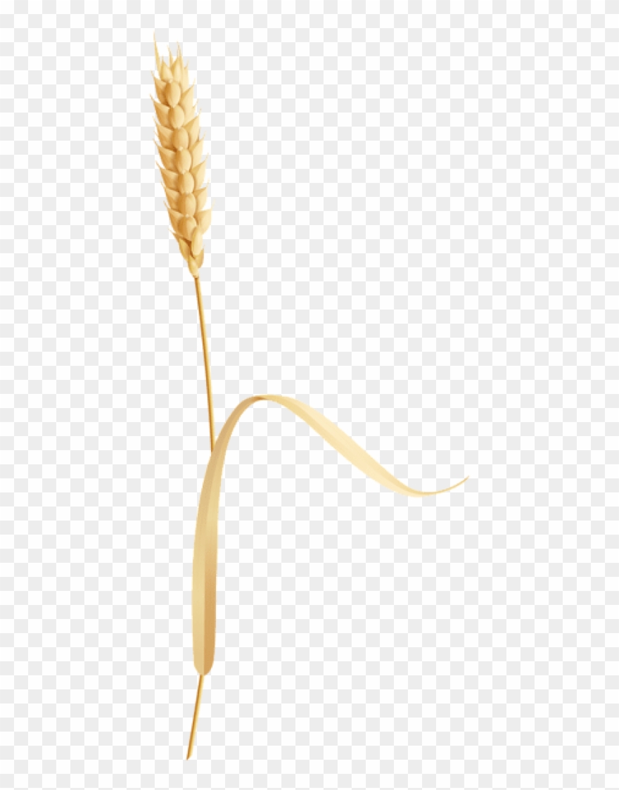 Free Png Download Wheatear Clipart Png Photo Png Images Transparent Png