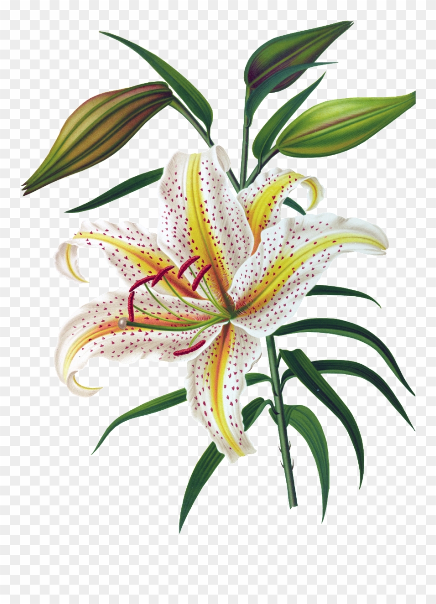 Hand Painted Realistic Lily Flower Transparent Clipart