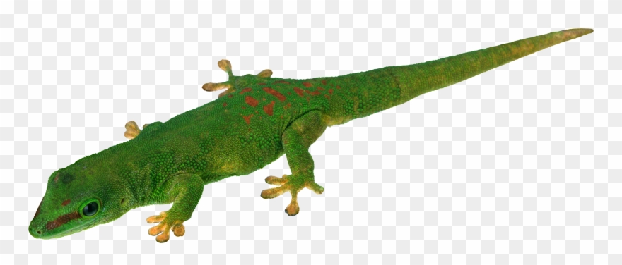 Lizard Png Clipart