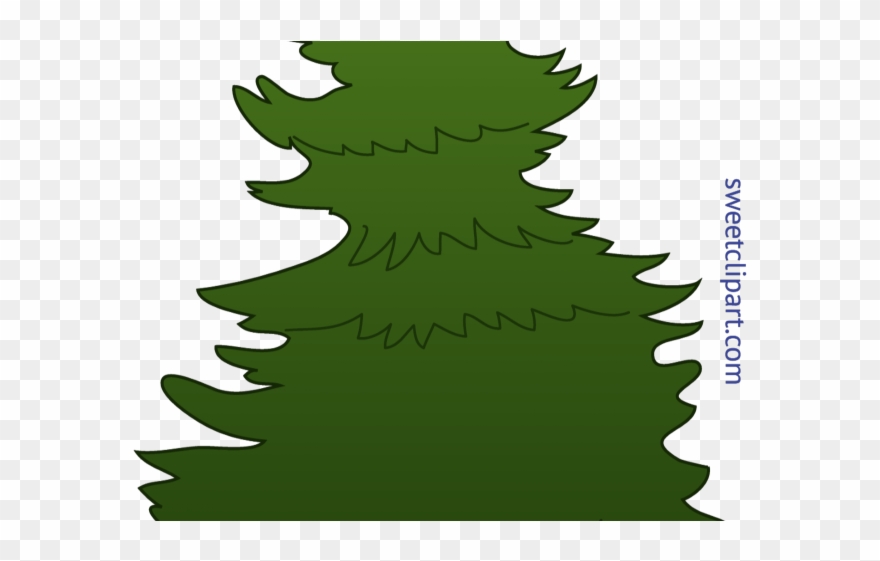 Fir Clipart Long Tree - Png Download