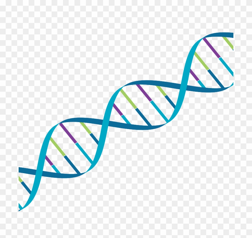 Mpsiiib Sanfilippo Now Included In Orchard Therapeutics Clipart