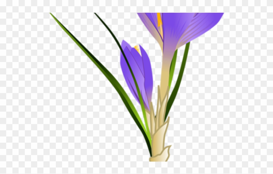 Crocus Clipart Black And White - Png Download