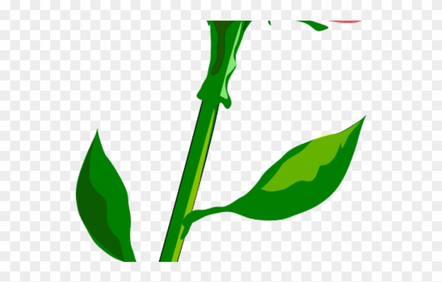 Stalk Clipart Stem - Png Download