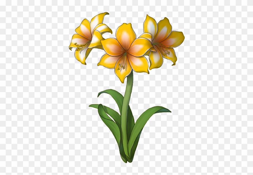 The Holiday Variety Of Amaryllis Is Available In The Clipart