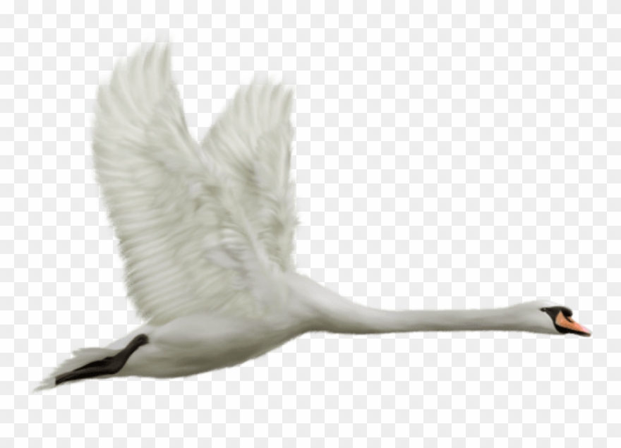 Free Png Download White Swan In Flight Png Images Background Clipart