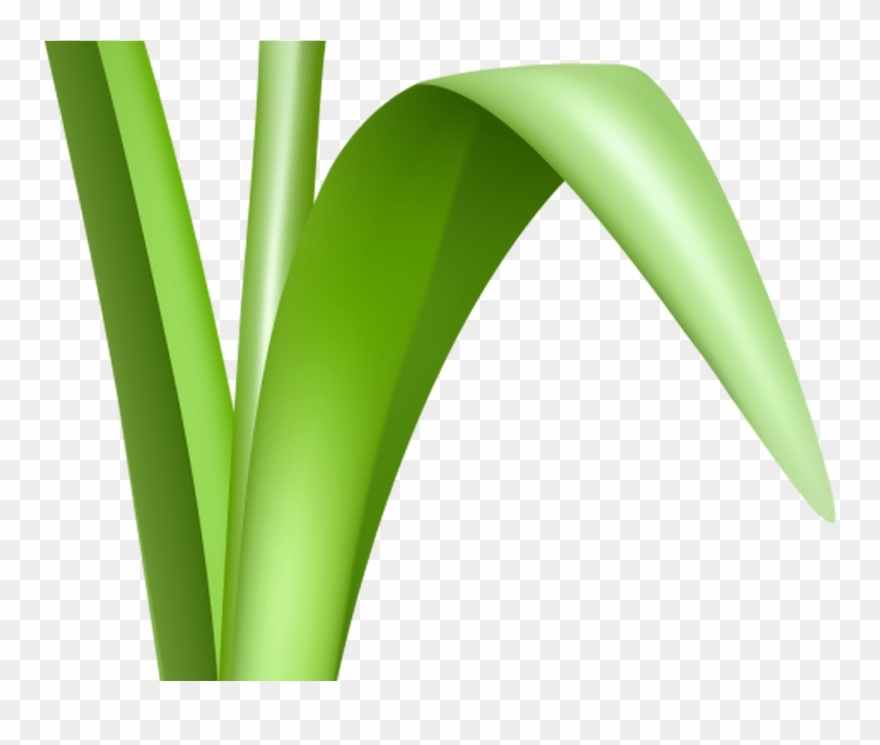 Free Flower Clipart Transparent Background Free Download - Png Download