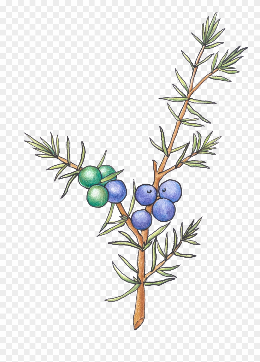 Juniper Berry, Color Pencil Clipart