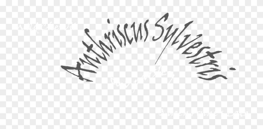 Hooked On Hedge Parsley Clipart