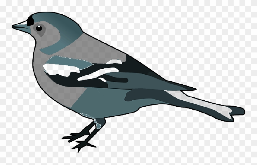 Finch Transparent Background Clipart