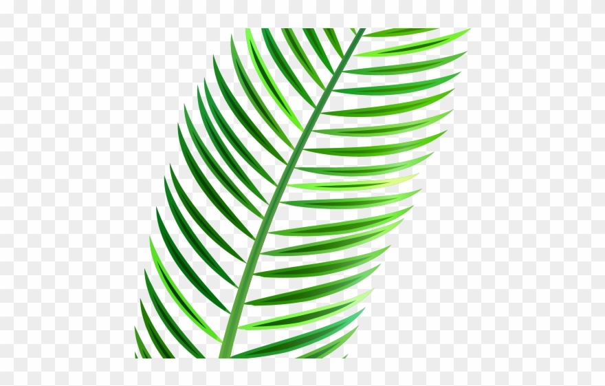Tropical Clipart Palm Branches - Png Download