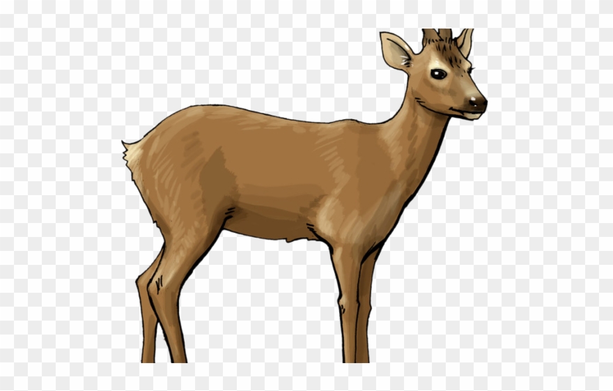 Deer Clipart - Png Download