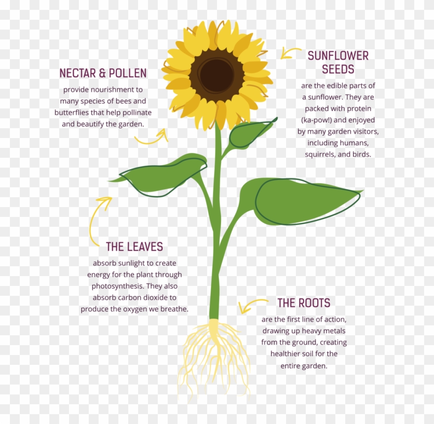 Drawn Sunflower Cool Clipart
