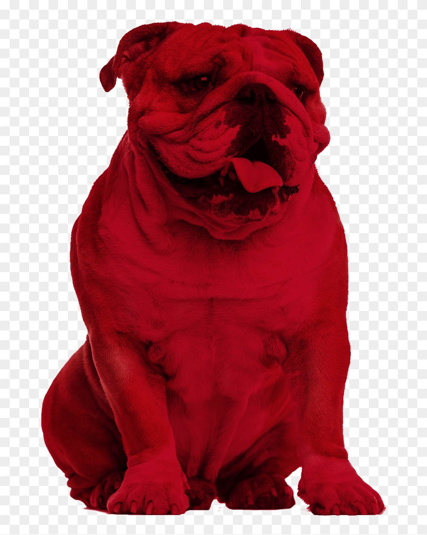 Bulldog Clipart