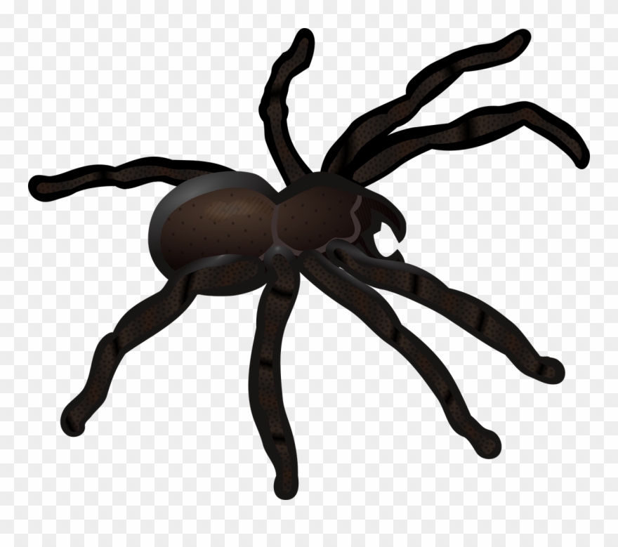Animal,insect,short Abc Pictures,spider,free Vector Clipart