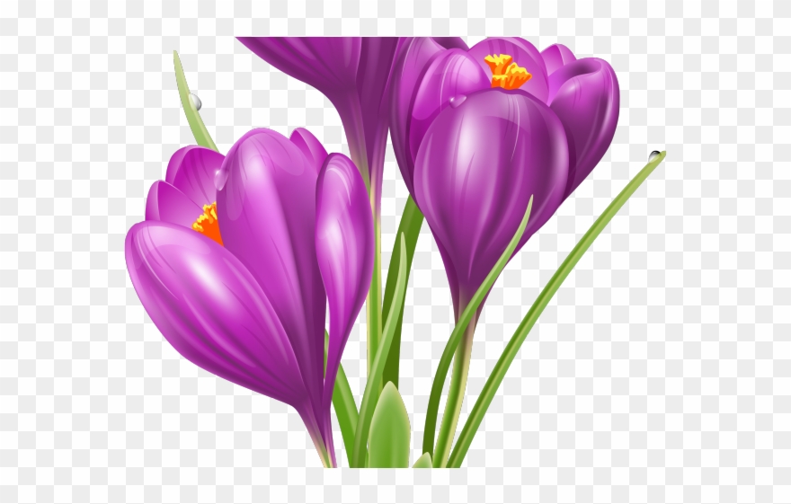 Crocus Clipart Cute Flower Garden - Png Download