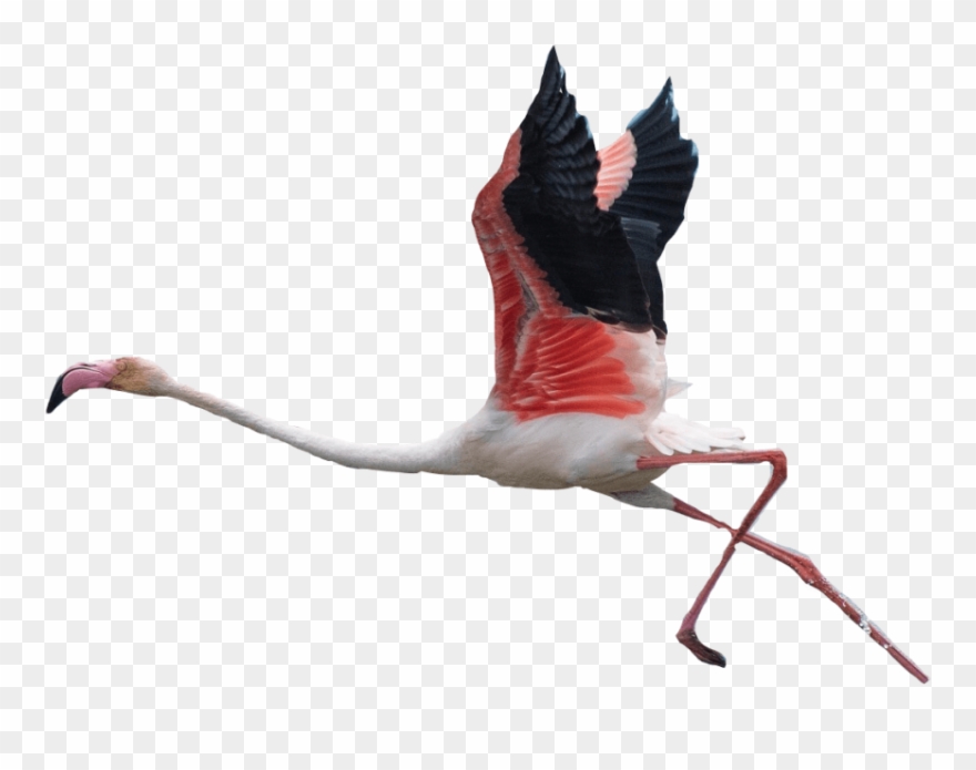 Free Png Download Transparent Background Flamingos Clipart