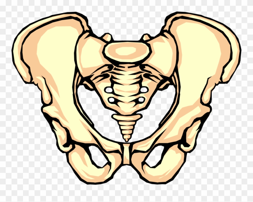 Pelvis Image Illustration Of Clipart