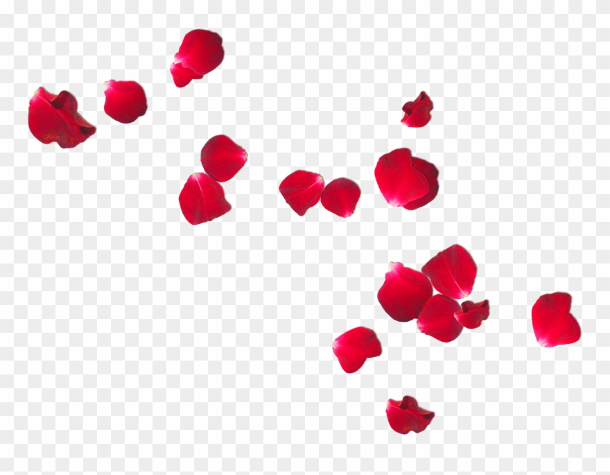 Free Photo Rose Petals Romantic Romance Ring Clipart