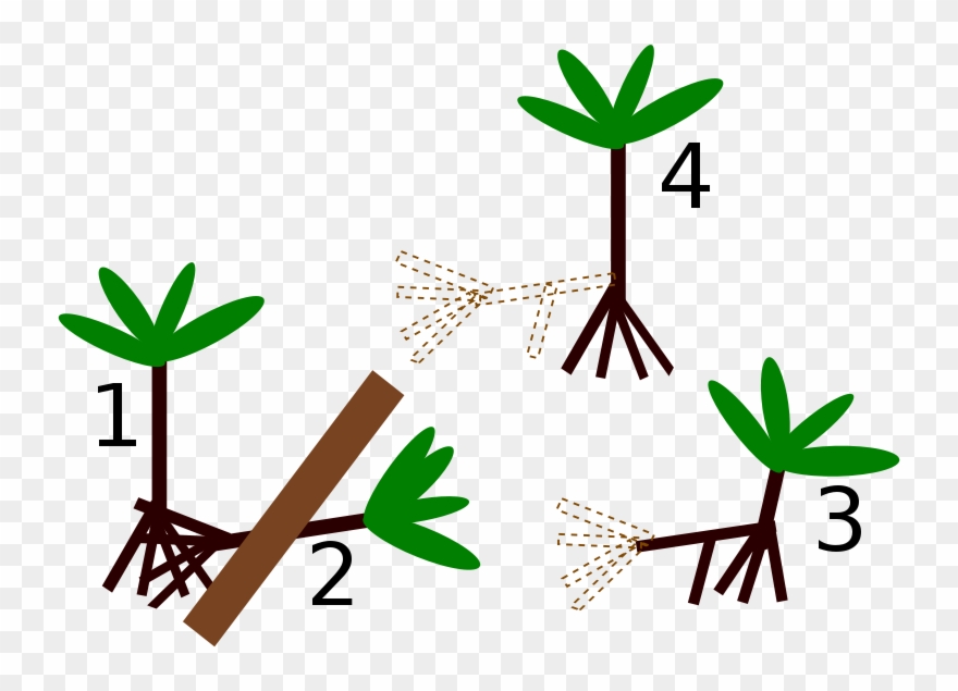 Download Socratea Exorrhiza Diagram Clipart (3170329) PinClipart