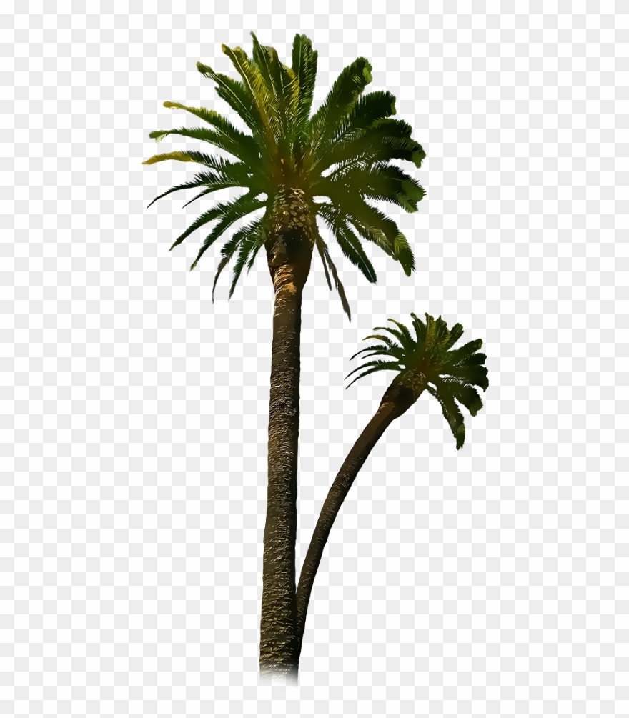 Date Palm Clipart Royal Palm - Png Download