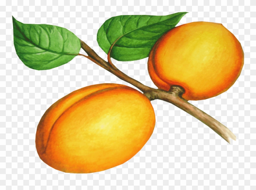 Fruit Clipart Peach - Png Download