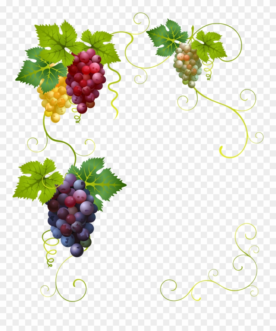 Creative Grape Vines Design- Grape Png Image & Grape Clipart
