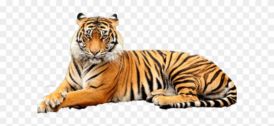 White Tiger Clipart Transparent Background - Png Download