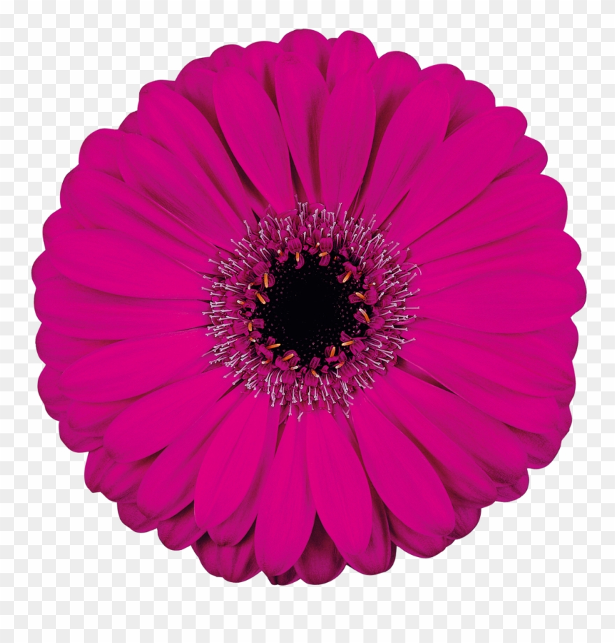 Free Flower Fridays On Facebook Clipart