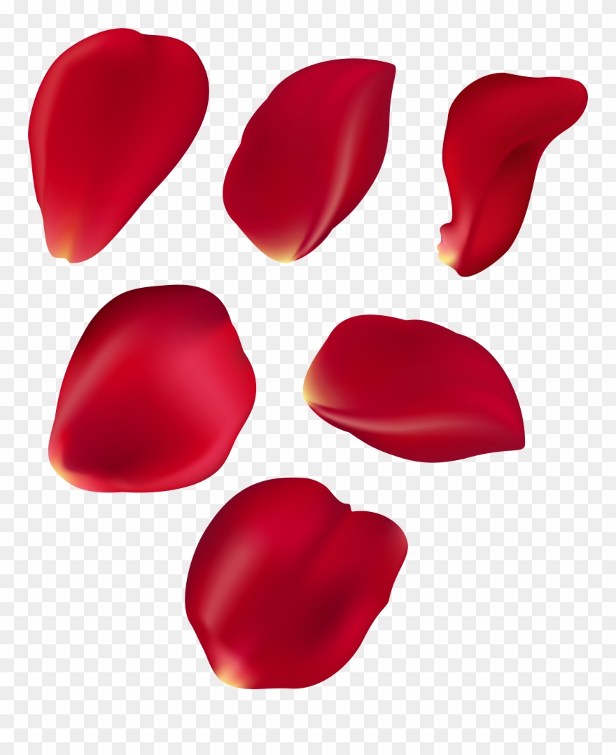 Clip Black And White Rose Petal Set Red Transparent - Png Download