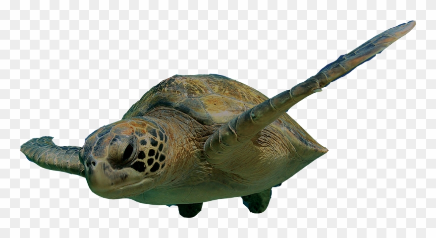 Swimming Turtle Png Clipart