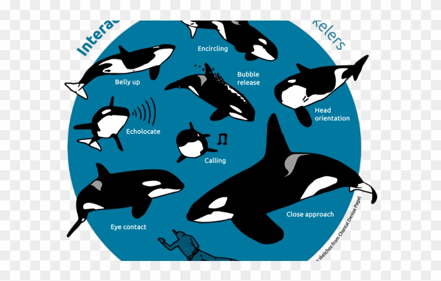 Killer Whale Clipart Face - Killer Whale Face Close Up - Png Download