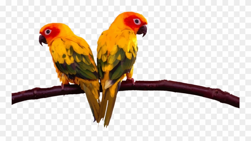 Sun Conure Clipart