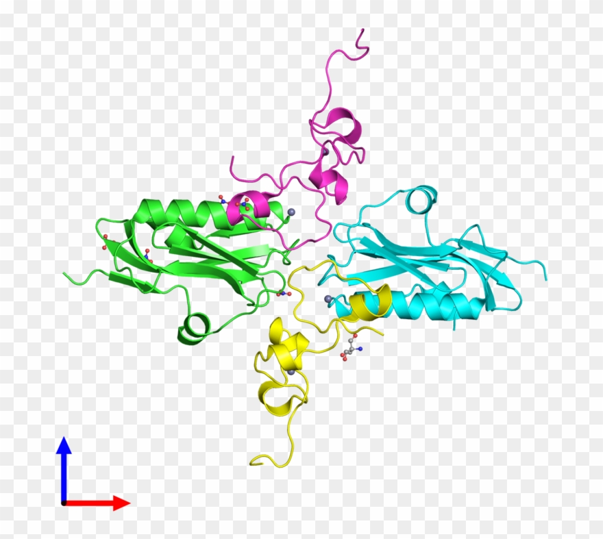 Pdb 2rhk Coloured By Chain And Viewed From The Front - Illustration Clipart