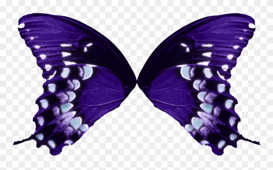 1123 X 711 16 - Butterfly Wings Transparent Background Clipart