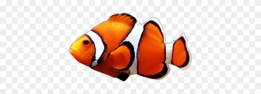 Aquarium Crikvenica - Coral Reef Fish Clipart