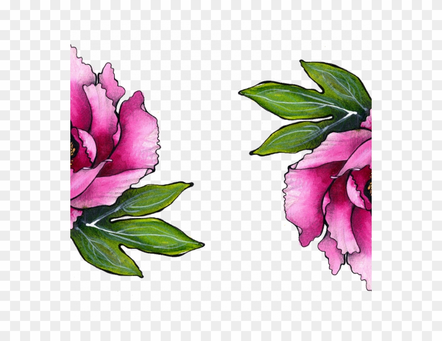 Peony Blossom - Common Peony Clipart