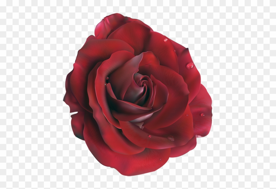 Бесплатные Подарки В Одноклассниках - Rose Vector Clipart