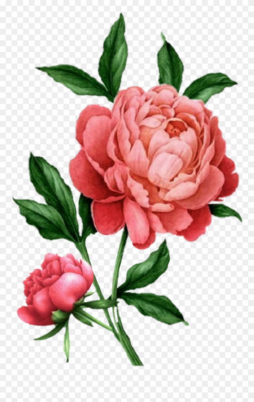 Flower Sticker - Botanical Illustration Peony Drawing Clipart